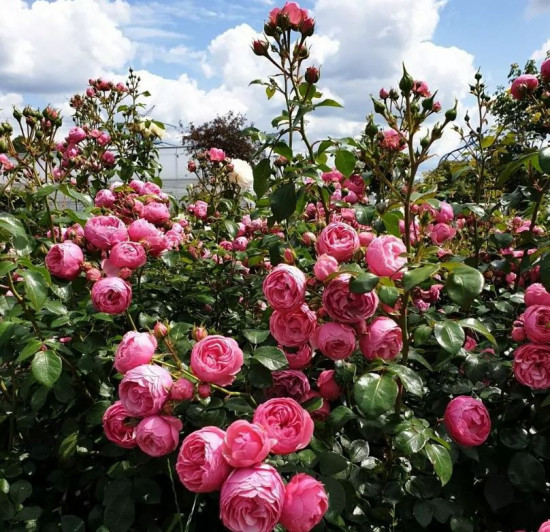 Růže mnohokvětá Kordes, Rosa Pomponella, růžová, velikost kontejneru 2 l-27136