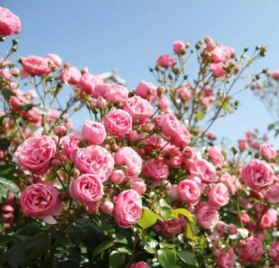 Růže mnohokvětá Kordes, Rosa Pomponella, růžová, velikost kontejneru 2 l-27137