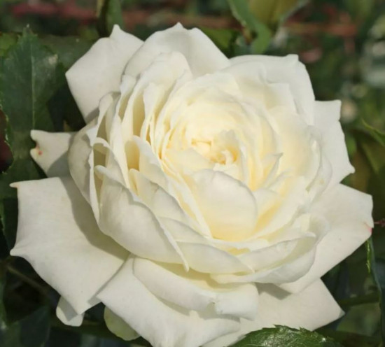 Růže pnoucí Kordes, Rosa Alaska, bílá, velikost kontejneru 5 l
