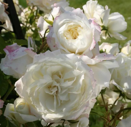 Růže pnoucí Kordes, Rosa Alaska, bílá, velikost kontejneru 5 l-24813