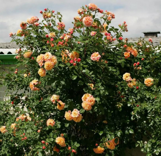 Růže pnoucí Kordes, Rosa Aloha, meruňková, velikost kontejneru 2 l-27141