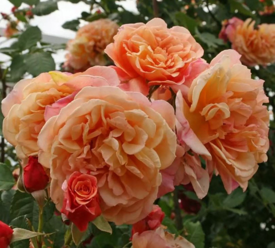 Růže pnoucí Kordes, Rosa Aloha, meruňková, velikost kontejneru 2 l-27142