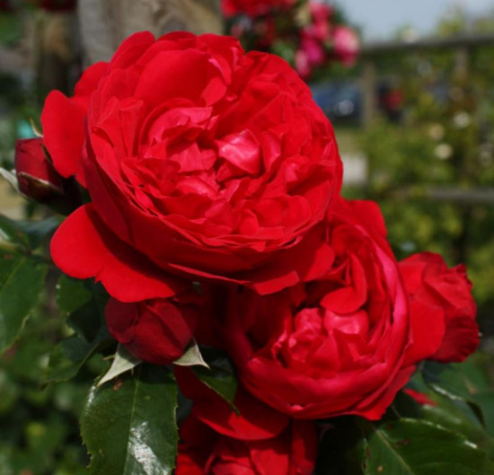 Růže pnoucí Kordes, Rosa Florentina, červená, velikost kontejneru 2 l-18867