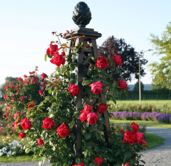 Růže pnoucí Kordes, Rosa Florentina, červená, velikost kontejneru 2 l-18868