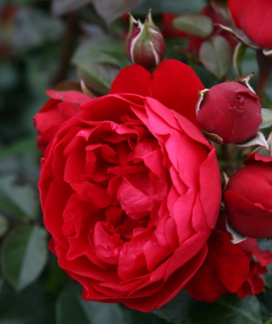 Růže pnoucí Kordes, Rosa Florentina, červená, velikost kontejneru 5 l-10887