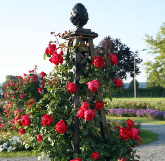 Růže pnoucí Kordes, Rosa Florentina, červená, velikost kontejneru 5 l-10888
