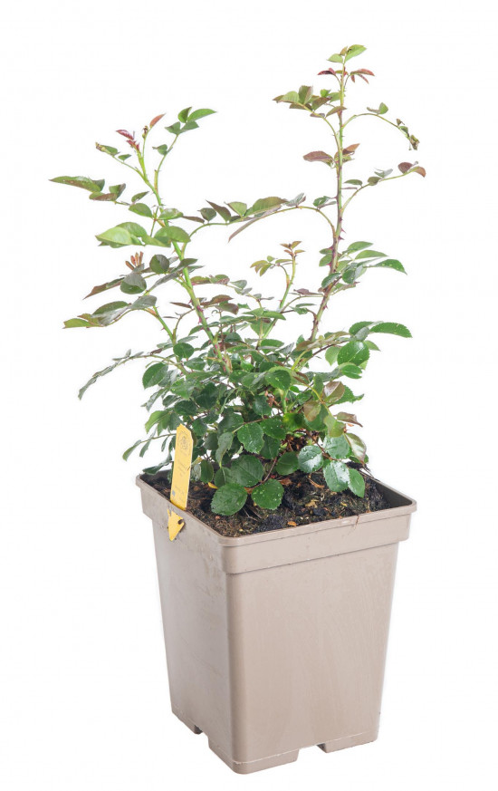 Růže pnoucí Kordes, Rosa Florentina, červená, velikost kontejneru 5 l-10901