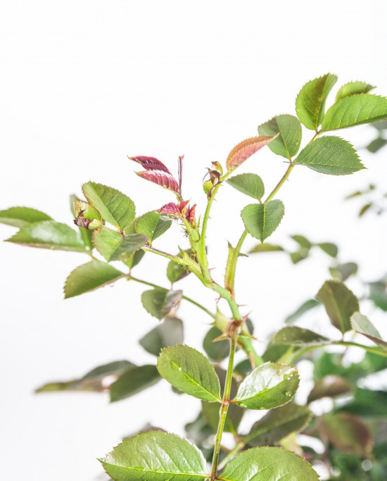 Růže pnoucí Kordes, Rosa Florentina, červená, velikost kontejneru 5 l-10903