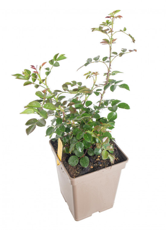 Růže pnoucí Kordes, Rosa Florentina, červená, velikost kontejneru 5 l-10904
