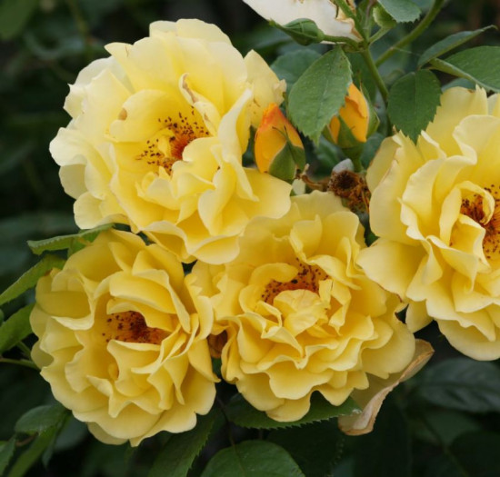 Růže pnoucí Kordes, Rosa Golden Gate, žlutá, velikost kontejneru 2 l-18906
