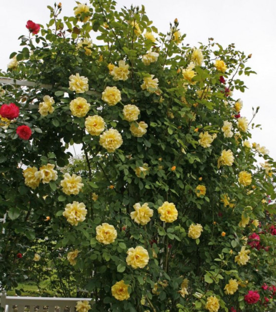 Růže pnoucí Kordes, Rosa Golden Gate, žlutá, velikost kontejneru 2 l-18907