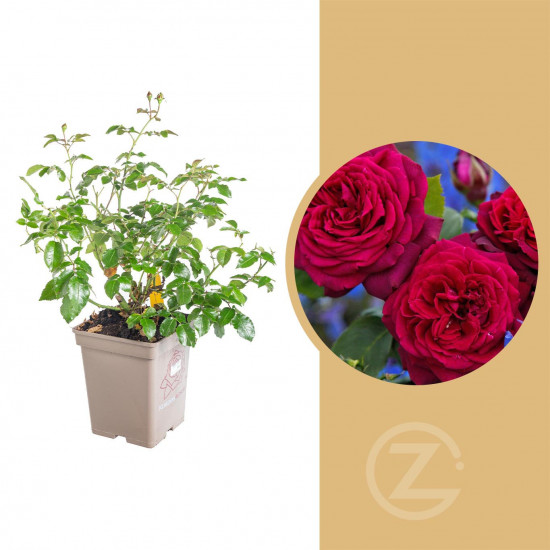 Růže velkokvětá Kordes Parfuma, Rosa Gräfin Diana, červená, velikost kontejneru 5 l