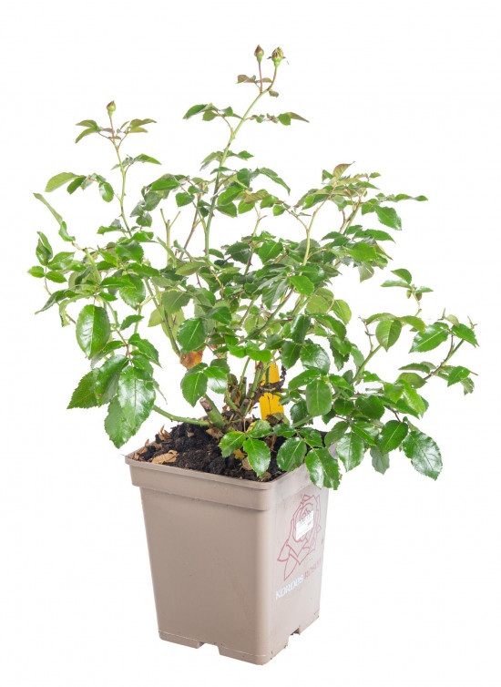Růže velkokvětá Kordes Parfuma, Rosa Gräfin Diana, červená, velikost kontejneru 5 l-12221