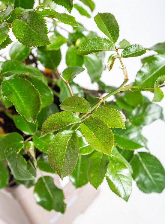 Růže velkokvětá Kordes Parfuma, Rosa Gräfin Diana, červená, velikost kontejneru 5 l-12222