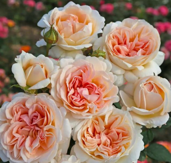 Růže velkokvětá Kordes Parfuma, Rosa Grossherzogin Luise, krémová, velikost kontejneru 5 l