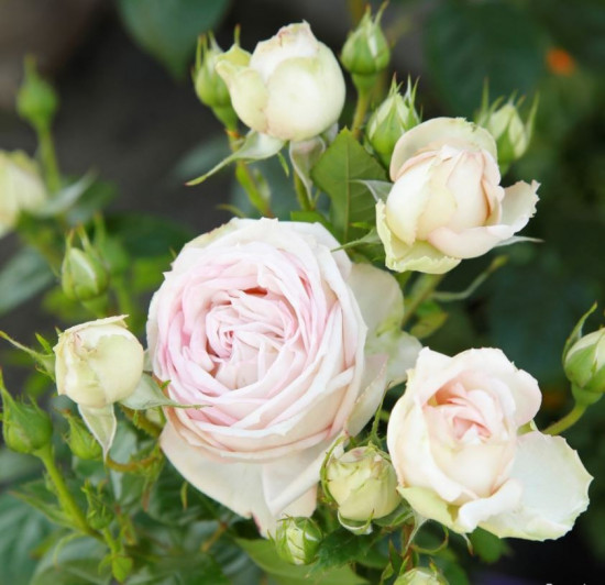 Růže velkokvětá Kordes Parfuma, Rosa Madame Annisette, smetanová, velikost kontejneru 5 l-10665