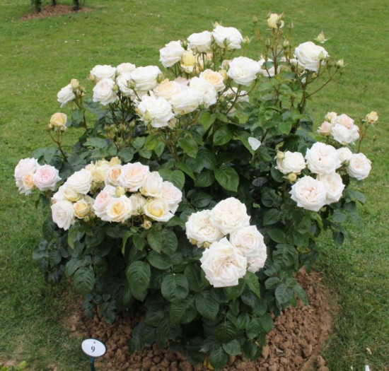 Růže velkokvětá Kordes Parfuma, Rosa Madame Annisette, smetanová, velikost kontejneru 5 l-10666
