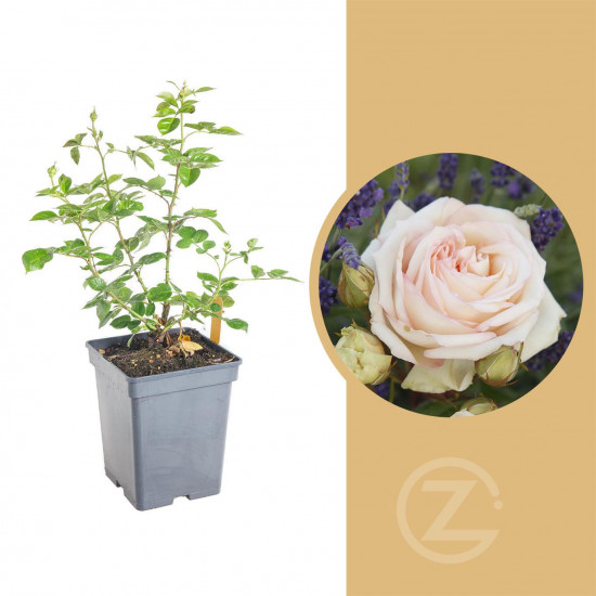 Růže velkokvětá Kordes Parfuma, Rosa Madame Annisette, smetanová, velikost kontejneru 5 l