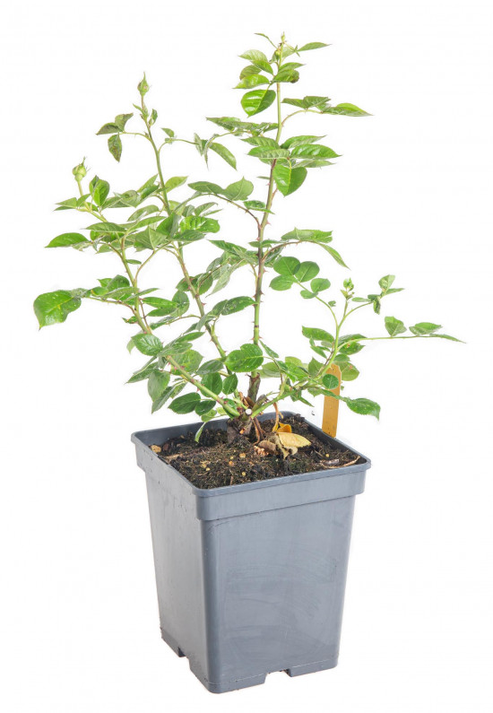 Růže velkokvětá Kordes Parfuma, Rosa Madame Annisette, smetanová, velikost kontejneru 5 l-10897