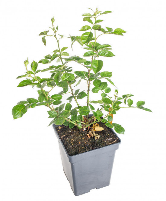 Růže velkokvětá Kordes Parfuma, Rosa Madame Annisette, smetanová, velikost kontejneru 5 l-10898