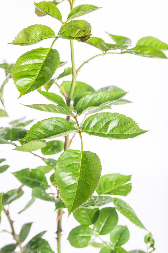 Růže velkokvětá Kordes Parfuma, Rosa Madame Annisette, smetanová, velikost kontejneru 5 l-10899