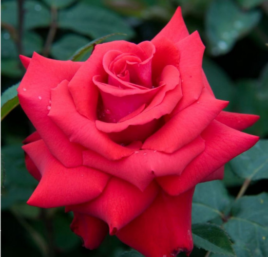 Růže velkokvětá Kordes, Rosa Grande Amore, červená, velikost kontejneru 2 l-18889