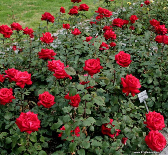 Růže velkokvětá Kordes, Rosa Grande Amore, červená, velikost kontejneru 2 l-18890
