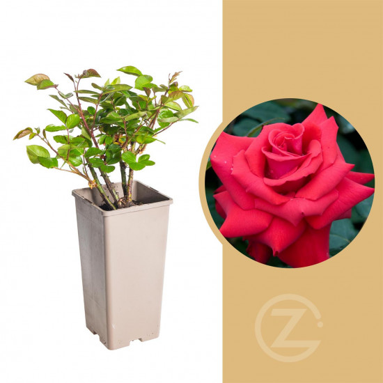 Růže velkokvětá Kordes, Rosa Grande Amore, červená, velikost kontejneru 2 l