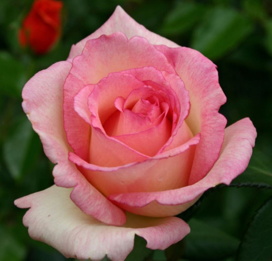 Růže velkokvětá Kordes, Rosa Souvenir de Baden Baden, lososová, velikost kontejneru 2 l-18883