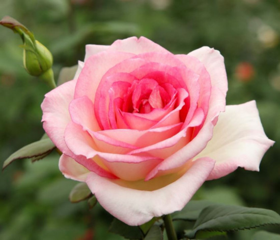 Růže velkokvětá Kordes, Rosa Souvenir de Baden Baden, lososová, velikost kontejneru 2 l-18884