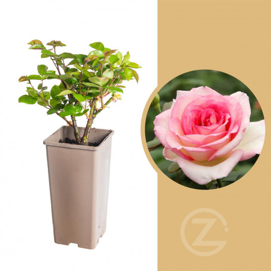 Růže velkokvětá Kordes, Rosa Souvenir de Baden Baden, lososová, velikost kontejneru 2 l