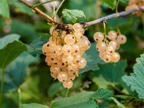 Rybíz bílý, Ribes album Werdevia, velikost kontejneru 1.6 l
