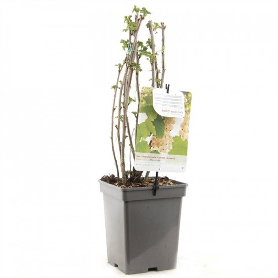 Rybíz bílý, Ribes rubrum Witte Parel, velikost kontejneru 5 l-9007