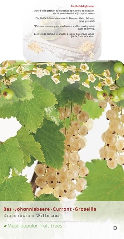 Rybíz bílý, Ribes rubrum Witte Parel, velikost kontejneru 5 l-9008