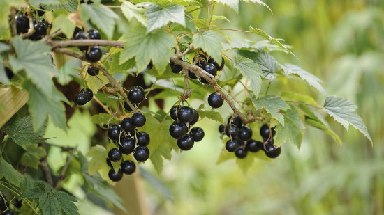 Rybíz černý, Ribes nigrum Titania, velikost kontejneru 2 l