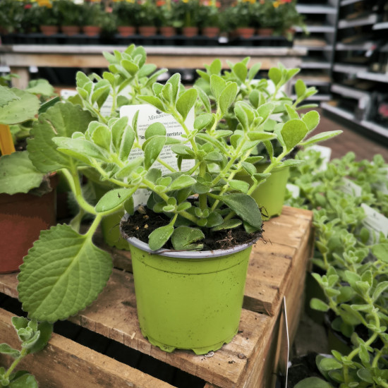 Rýmovník, Plectranthus, v květináči