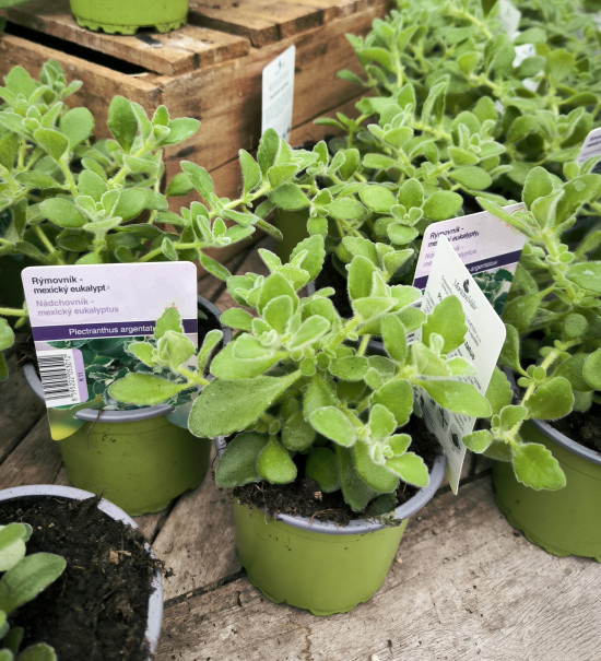 Rýmovník, Plectranthus, v květináči-26878
