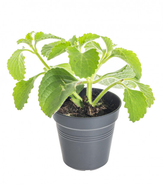 Rýmovník, Plectranthus, v květináči-8085