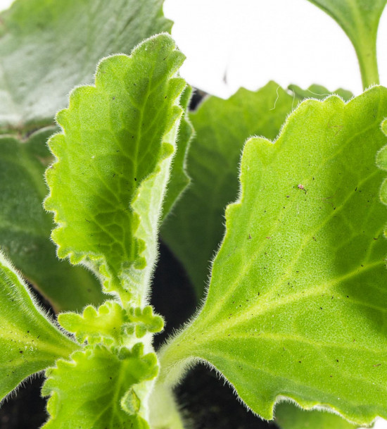 Rýmovník, Plectranthus, v květináči-8086