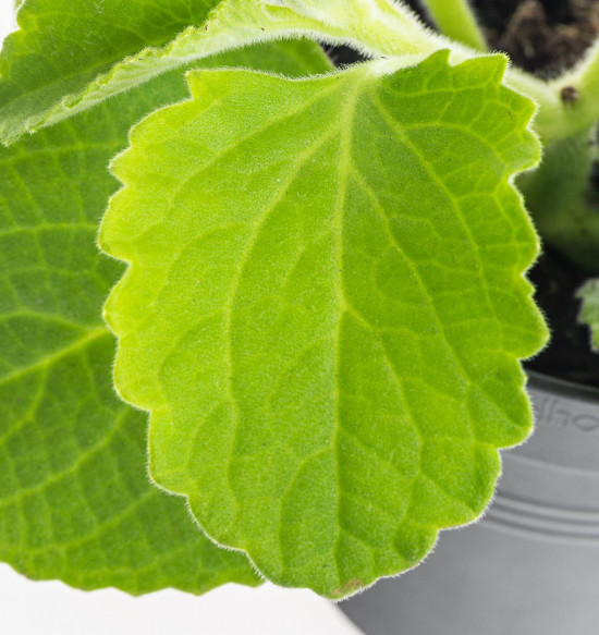 Rýmovník, Plectranthus, v květináči-8087