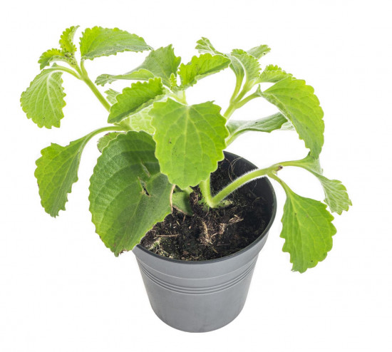 Rýmovník, Plectranthus, v květináči-8088