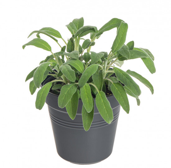 Šalvěj lékařská, Salvia officinalis, v květináči