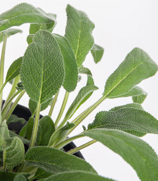 Šalvěj lékařská, Salvia officinalis, v květináči-7852