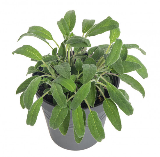 Šalvěj lékařská, Salvia officinalis, v květináči-7853