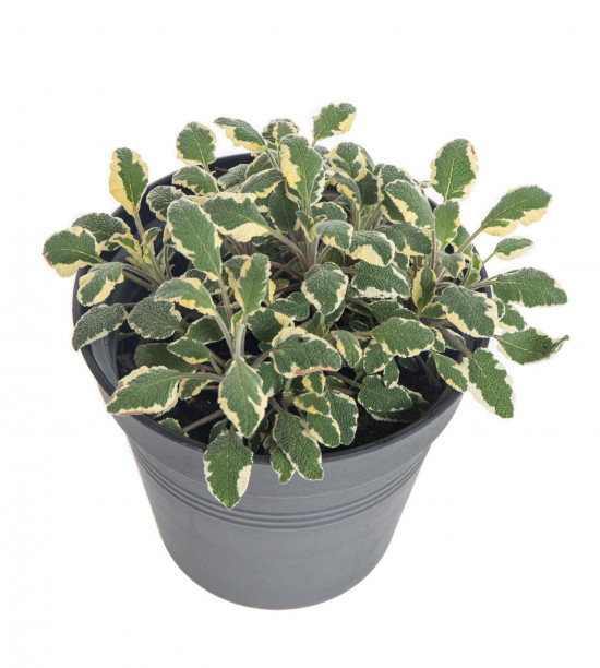 Šalvěj lékařská Tricolor, Salvia Tricolor, v květináči-8072