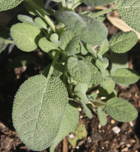 Šalvěj velkolistá, Salvia officinalis, v květináči