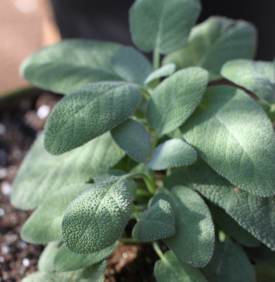 Šalvěj velkolistá, Salvia officinalis, v květináči-24726