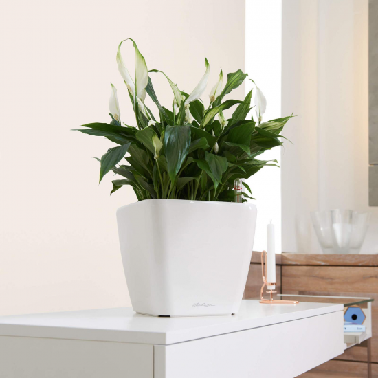 Samozavlažovací květináč Lechuza QUADRO LS 28, komplet set, bílý-3012