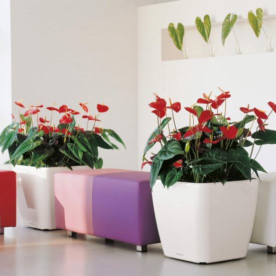 Samozavlažovací květináč Lechuza QUADRO LS 50, komplet set, bílý-3063