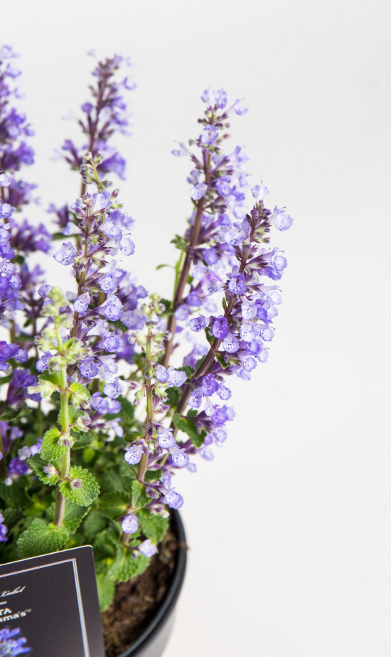 Šanta kočičí, Nepeta fassennii Cat's Payamas, velikost kontejneru 2 l-19368